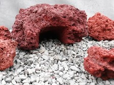 Pesce grotta geco ragno