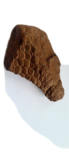 Replica fossil dinosaur - dinosaur, skin