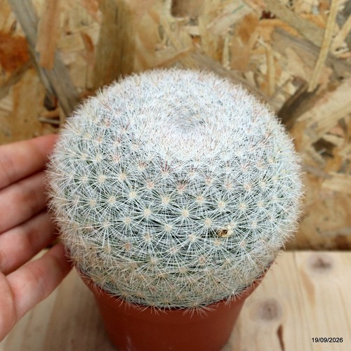 Mammillaria candida vaso cm - candida,
