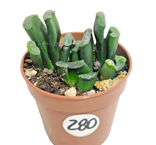 Hawortia truncata vaso ø5 - truncata, Ø5,5