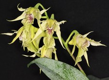 Dendrobium hodgkinsonii con 5 attacchi di germogli di fiori