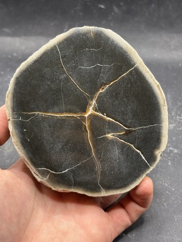 Minerali septaria - septaria,