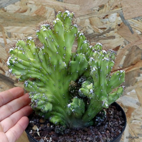 Cereus florida mostruoso - , vaso