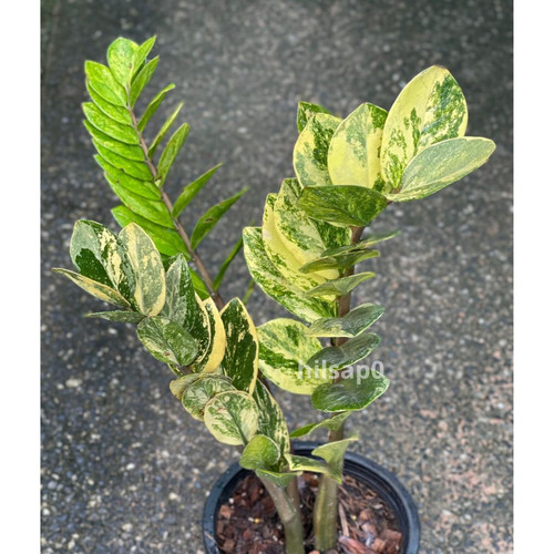 Variegato zamioculcas - variegato, |