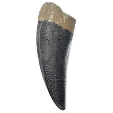 TENET - DENTE DI TYRANNOSAURUS REX T-REX 13CM (REPLICA)