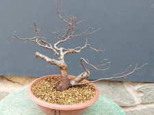 Bonsai Olmo Campestre 37x10cm