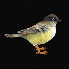 Figure di passeri Uccelli in