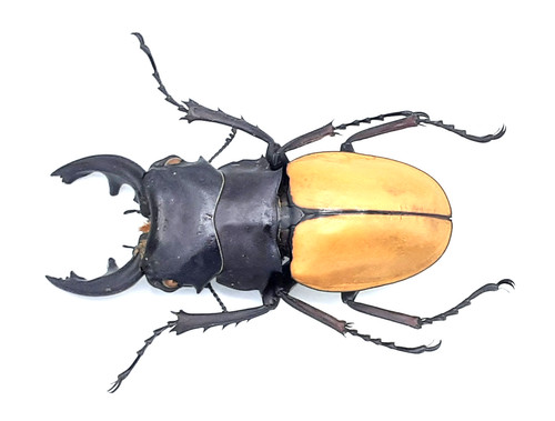 Lucanidae odontolabis mouhoti - lucanidae,,