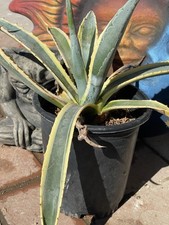 AMERICANA AGAVE VARIEGATA