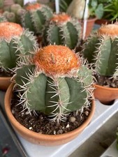 Melocactus matanzanus - Pianta