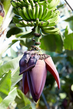 Live Dwarf Cavendish Banana