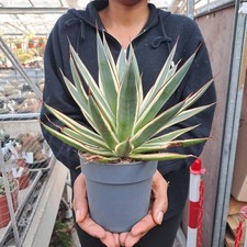 Agave cv. "SNOW GLOW"