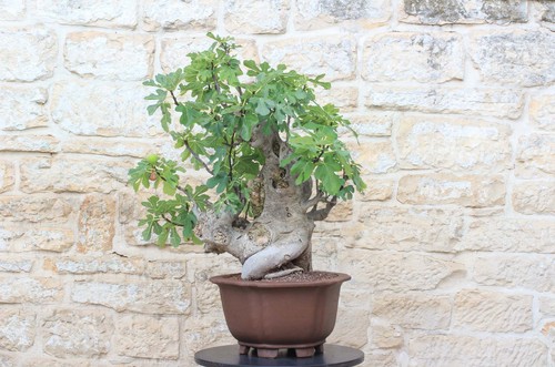 Bonsai fico - di, (86)