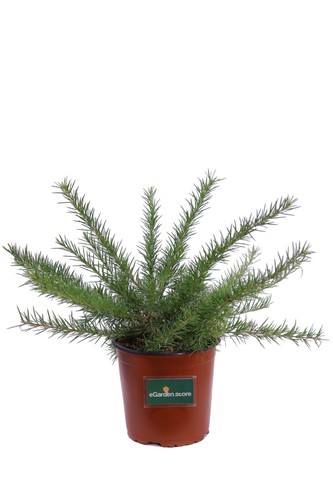 Pianta grevillea juniperina - di,