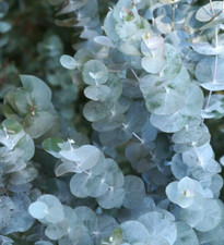 Eucalyptus cinerea 50-70cm -