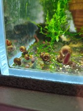 lumache acquario planorbella