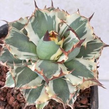 Vendo rara pianta cactus agave