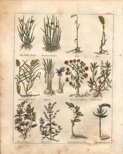 1810 print culpepers - print,