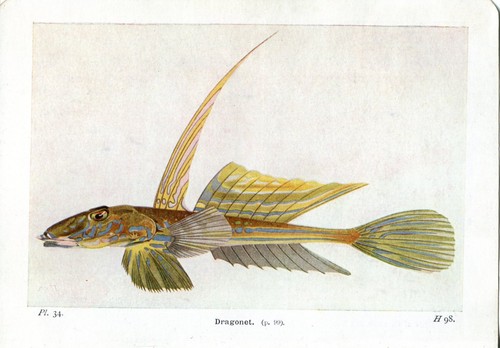 Bellissimo libro dragonetto