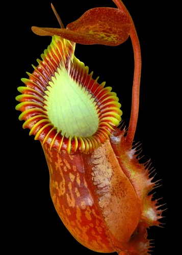 Nepenthes hamata villosa - nepenthes, x
