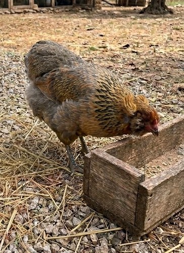 Uova araucana fertili - (x12),