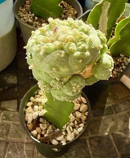 RARE 7.2vcm Grafted Ariocarpus
