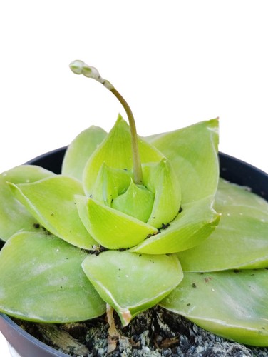 Haworthia cymbiformis rose - cymbiformis,