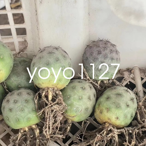 Rara pianta succulenta