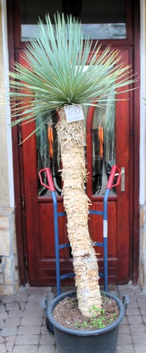 Yucca rostrata tronco - yucca, cm