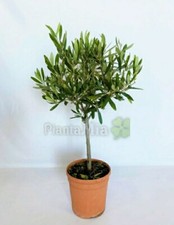Albero Olivo - Pianta Ulivo -