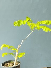 Bonsai di Glicine 50x20cm In