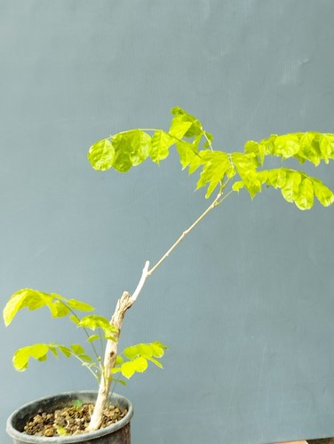 Bonsai glicine 50x20cm - di,