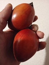 30 semi di Tamarillo - Albero