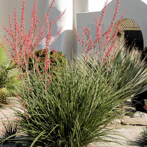 Red yucca hesperaloe - 🌵,