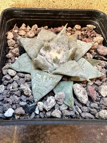 Ariocarpus retusus own root - ariocarpus,