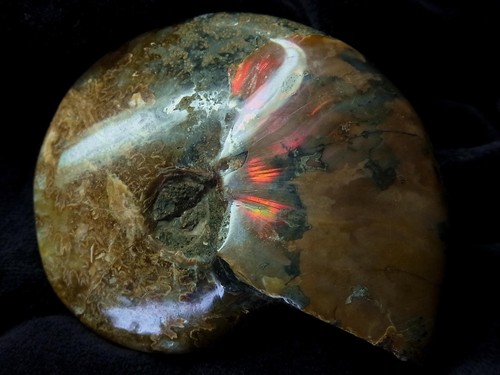Ammonite opalizzante rossa - , con