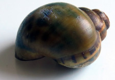 Caracol del Amazonas Brasil/Colombia