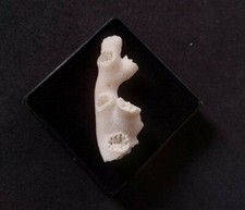 Naturale Giapponese Bianco