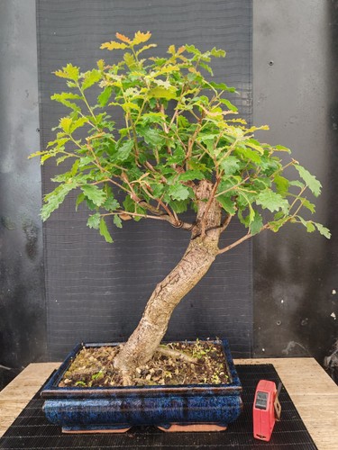 Bonsai quercia 66 - bonsai,