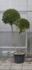 Ligustro "Ligustrum jonandrum"