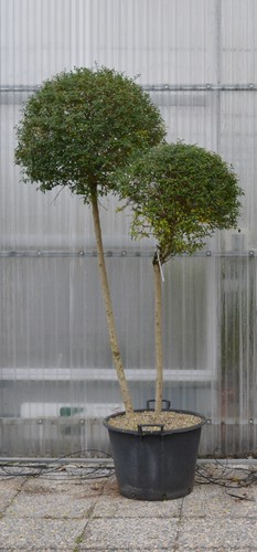 Ligustro ligustrum jonandrum - ligustro, jonandrum"