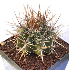 Echinocactus ingens -  -
