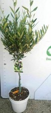 Pianta di ulivo albero vaso con diametro 25 cm (foto reale)