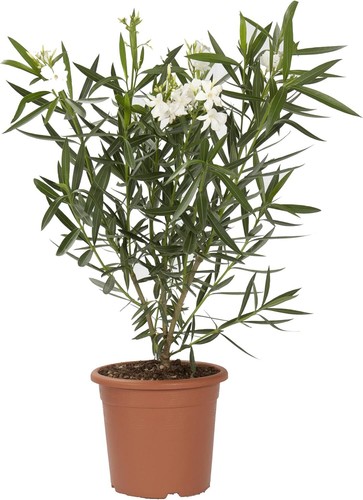 Nerium oleander bianco - oleander,
