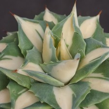 Agave cv. "Kissho Kan Nishiki"