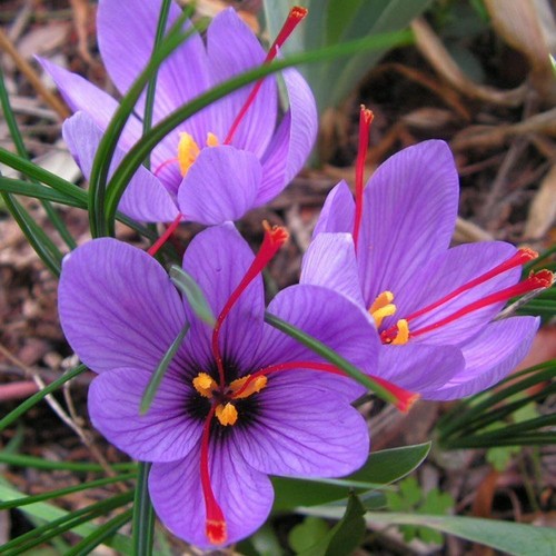 Offerta 100 bulbi crocus - 100,