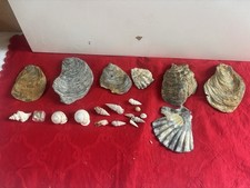 Lotto Fossili Di Conchiglie 