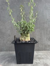 Adenia spinosa - Rara pianta