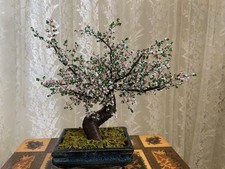 Bonsai fiori ciliegio - bonsai,