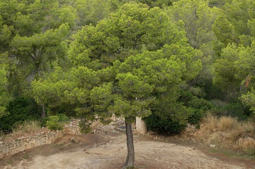 Pinus halepensis pino - -,